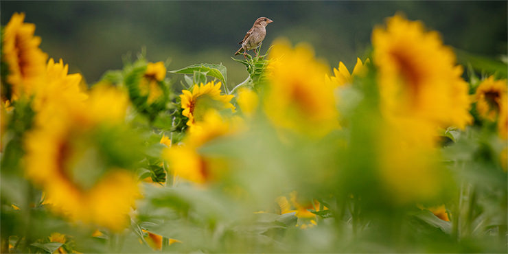 Sigma 100-400mm F5-6.3 DG OS HSM Contemporary: Imagen de muestra